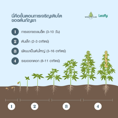 An image showcasing the various stages of cannabis growth. Starting from the left, the first stage displays a small seedling emerging from the soil. The second stage depicts a young plant with a few sets of leaves. The third stage shows a mature cannabis plant with lush foliage and resinous buds. Finally, the last stage exhibits harvested cannabis buds drying on a rack, ready for processing.