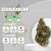 Ah, the legendary bananium strain, whispered among cannabis enthusiasts as the ultimate fruit-infused delight. Imagine buds so sublime, they radiate a golden aura, reminiscent of the rarest of bananas. Trichomes sparkle like stardust, bathing the buds in a shimmering glow. Aromas of sweet bananas and tropical goodness fill the air, teasing your senses with every whiff. Brace yourself for a mind-bending experience as the bananium strain takes you on a journey of euphoria and imagination. Indulge in the forbidden fruit and unlock the secrets of this mythical strain. Remember, my friend, this strain exists only in the realms of imagination and the dreams of daring connoisseurs.