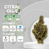Citral Glue strain, showcasing dense, sticky buds with vibrant green coloration. The buds are adorned with fiery orange pistils, and a thick layer of trichomes coats the surface, giving them a frosty appearance. The strain emits a pungent aroma with hints of citrus and earthiness. Citral Glue is known for its potent effects, offering a balance of relaxation and euphoria, making it a popular choice for both recreational and medicinal users