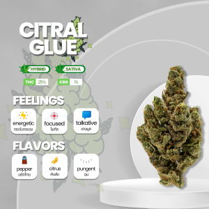 Citral Glue strain, showcasing dense, sticky buds with vibrant green coloration. The buds are adorned with fiery orange pistils, and a thick layer of trichomes coats the surface, giving them a frosty appearance. The strain emits a pungent aroma with hints of citrus and earthiness. Citral Glue is known for its potent effects, offering a balance of relaxation and euphoria, making it a popular choice for both recreational and medicinal users