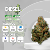 Diesel strain, featuring dense, elongated buds with vibrant green coloration. The buds are accentuated by fiery orange pistils, and a generous coating of trichomes creates a frosty appearance. The strain emits a pungent aroma with hints of fuel, earthiness, and citrus. Diesel is renowned for its energizing and uplifting effects, making it a popular choice for daytime use