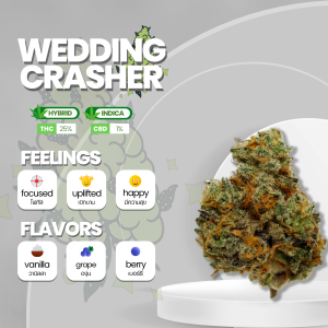 Image of the Wedding Crasher strain, featuring dense, trichome-covered buds with shades of green and hints of purple. The buds are accentuated by fiery orange pistils, creating a visually striking appearance. The strain emits a sweet and fruity aroma with notes of vanilla. Wedding Crasher is known for its balanced effects, offering a combination of relaxation and euphoria, making it a popular choice among cannabis enthusiasts."