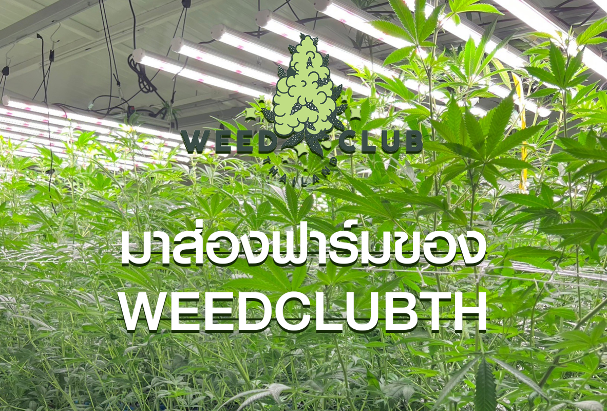 farm of weedclubthailand